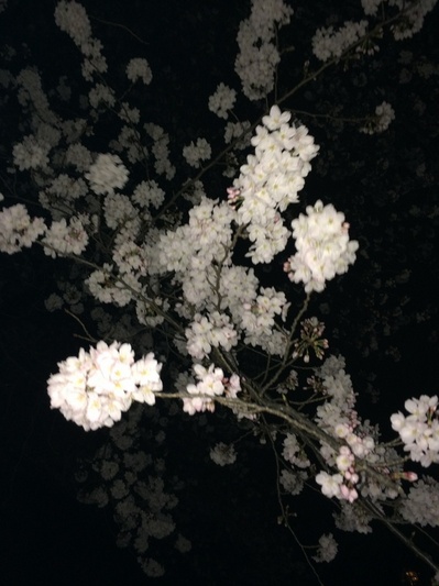 sakura2014-2.jpg